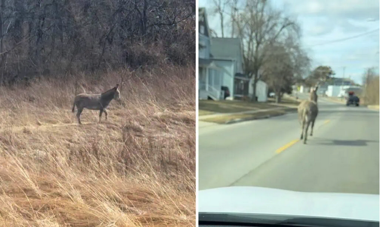 Donkey on the 🏃🏻‍♂️‍➡️