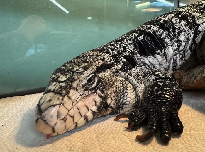 A lizard in snow (lizard.blizzard.jpg)