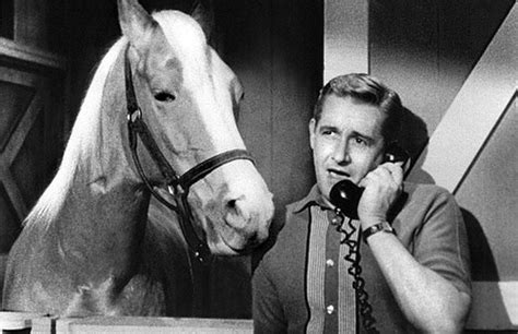 Mister Ed the talking horse on a telephone