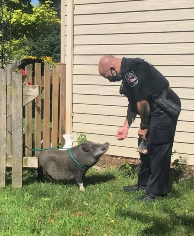 Potbellied Pig