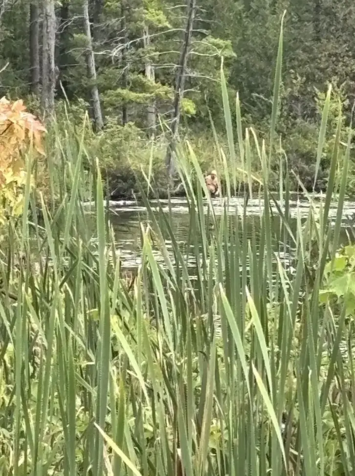 The photograph discussed in the story: Bigfoot or a person?